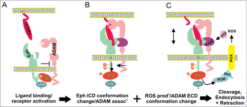 Figure 2. Proposed mechanisms of Eph/ephrin induced ADAM shedding. (A) Prior to Eph/ephrin interaction: Eph is in an inactive conformation, via interactions between the juxtamembrane and kinase domains; ADAM10 is poorly associated. (B) When Eph/ephrin interaction occurs between adjacent cells, the Eph/ephrin complex provide a new interface recognized by a substrate binding pocket in the C domain of ADAM10, positioning the protease domain to cleave ephrin from the opposing cell. Eph activation results in release of the inactive conformation and elongation of the EphA3 cytoplasmic domain, moving the kinase domain away from the plasma membrane, and facilitating ADAM10 association and ephrin cleavage. (C) Conformation changes in the ADAM C domain are proposed to occur via protein disulfide isomerase (PDI) activity, switching disufide bonds at a conserved CxxC motif. Upon activation of RTK receptors, reactive oxygen species (ROS) are produced by NOXs (NADPH-oxidases), which in turn inhibit PDI to favor an ‘active’ ADAM conformation, able to bind the Eph/ephrin complex, cleave ephrin and enable cell-cell retraction.