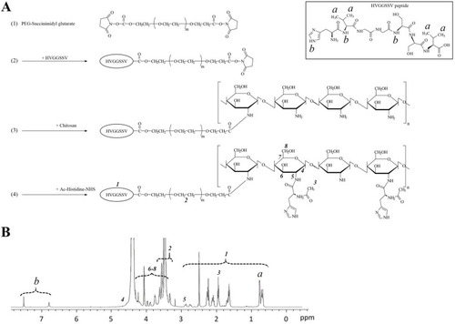 Figure 1 Synthesis of HVGGSSV-chitoPEGAcHIS copolymer having TIP-1 specific and pH-sensitive properties as SP600125-drug deliver carrier. (A) Synthesis scheme and chemical structure of HVGGSSV-chitoPEGAcHIS copolymer. (B) 1H NMR spectrum of HVGGSSV-chitoPEGAcHIS copolymer.