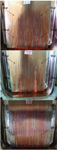 Figure 6. Reactions after the spray application of the solution with hydrogen peroxide, phosphonates, surfactants, and bleaching agents on stainless steel surfaces for the detection of biofilms from (A) E. coli, (B) P. aeruginosa, and (C) L. brevis, formed with different inoculum volumes (25 µl, 50 µl, 100 µl, and 200 µl).Figura 6. Reacciones después de la aplicación mediante rociado de la solución con peróxido de hidrógeno, fosfonatos, surfactantes, y agentes blanqueadores en las superficies de acero inoxidable para la detección de biofilms generados por (A) E. coli, (B) P. aeruginosa, y (C) L. brevis, formadas con distintos volúmenes de inóculo (25 µl, 50 µl, 100 µl, y 200°µl).