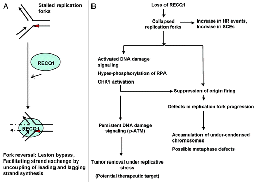 Figure 8. Model for the action of RECQ1 at stalled replication forks and its potential role in the maintenance of genomic stability. (A) The ability of RECQ1 to perform strand exchange at stalled replication fork structures may promote fork reversal, leading to fork stabilization. Red triangle represents a lesion encountered on the leading strand. (B) In vivo implication with a proposed biological role of RECQ1 in the maintenance of genomic stability. RECQ1 deficiency has biological consequences and induces defects in replication fork progression and activates DNA damage signaling.