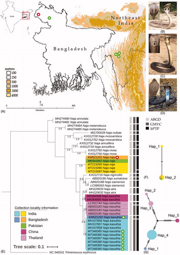 Figure 1. (A) Collection locality map of N. naja and N. kaouthia from Indo-Bangladesh region. (B–D) Live photographs of N. naja and N. kaouthia collected from Indo-Bangladesh region, (E) Bayesian analysis based on partial mtCOI gene inferred phylogenetic relationship of Naja species. The clades of N. naja and N. kaouthia are marked by different colors as per their collection locality information. The generated sequences are marked by different color dots as used in collection locality map. Gray shades color bars beside the tree species delimitation methods indicate delineated MOTUs by different species delimitation methods (ABGD, GMYC, and bPTP), (F–G) TCS networks showed distinct haplotype of N. naja and N. kaouthia collected from Indo-Bangladesh region. The estimated haplotypes are shown in different colors as represent by collection localities marked in the phylogeny.