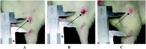 Figure 1.  Typical gross images of hypospadias and control in adult rats (PND60). Gross images of the external genitalia of adult offsprings: B) hypospadiac rat. A and C) female and male control rats, respectively. Arrow represents the urethral meatus. The AGD (distance from the external genitalia to the anus) of the hypospadiac rats was remarkably decreased compared to that of the control males.
