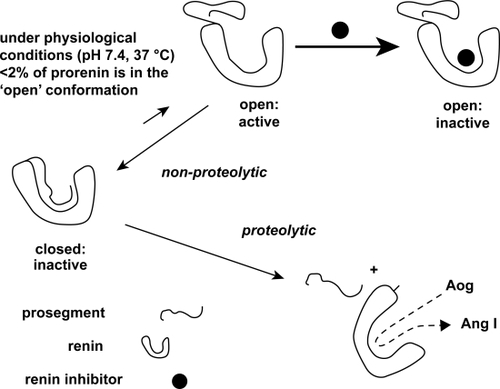 Figure 1 Proteolytic and non-proteolytic activation of prorenin. A renin inhibitor will increase the amount of nonproteolytically activated prorenin. Such a drug binds to prorenin when it is in its open active conformation. Once bound, the prosegment cannot regain its original “closed” position, and thus prorenin will now be recognized by antibodies directed against the active site, although of course it is incapable of generating angiotensin (Ang) I from angiotensinogen (Aog). Because of the high affinity of the renin inhibitor, prorenin will stay in the “open” conformation, and thus the equilibrium will shift into the direction of the open conformation. Eventually, all prorenin will be in the open conformation. Reproduced with permission From Danser AH, Deinum J. Renin, prorenin and the putative (pro)renin receptor. Hypertension. 2005;46:1069–1076.Citation7 Copyright © 2005 Lippincott Williams & Wilkins.