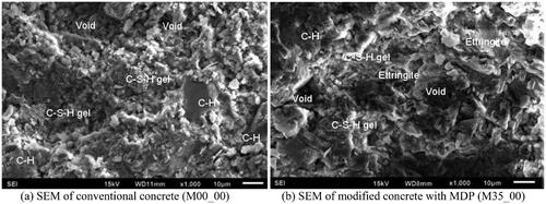 Figure 7. SEM analysis of conventional concrete and concrete modified with MDP. (a) SEM of conventional concrete (M00_00). (b) SEM of modified concrete with MDP (M35_00).