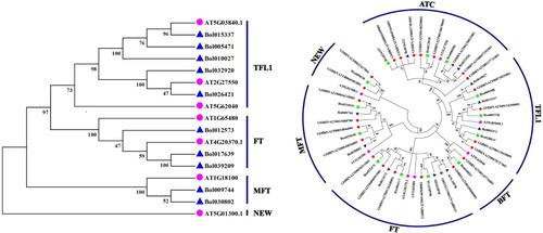 Figure 1. Phylogenetic tree of PEBP genes from A. thaliana and B. oleracea (a), B. rapa, B. napus (b) using the neighbor-joining method.