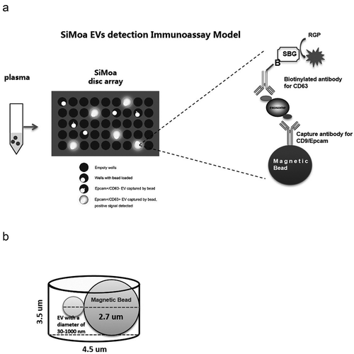 Figure 1. SiMoa EVs detection immunoassay model.