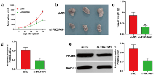 Figure 7. PIK3R6 silencing repressed the tumor growth of CCRCC cells in vivo. 7786-O cells grew as subcutaneous tumors in si-PIK3R6#1 and si-NC groups of BALB/c athymic nude mice (representative 3 mice per group) for 25 days. (a) Tumor volume, (b) xenograft tumors, and quantitative results (c) of tumor weight from two groups. (d-e) the expression levels of PIK3R6 mRNA and protein were determined in tumor tissues was determined. The data were shown as the mean ± SD. **p < .01, ***p < .001, compared with si-NC.