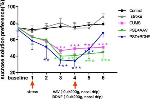 Figure 5 Effects of PSD and BDNF-HA2TAT/AAV on SPT. In week 3, the sucrose consumption percentage of the rats in the stress groups was significantly lower than in the control group; This gradually reversed over 10 days of BDNF intervention. Error bars represent one standard error of the mean. All data from animal groups: control (n=16), stroke (n=14), CUMS (n=16), PSD+AAV (n=14), PSD+BDNF (n=14). Other groups compared with control group: *P<0.05, **P<0.01, ***P<0.001.