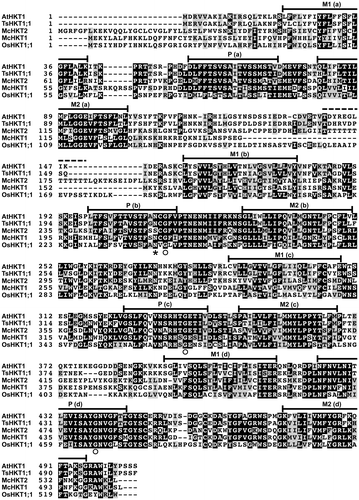 Fig. 2. Amino acid sequence of McHKT2 and sequence comparison of HKT1 homologs from A. thaliana (AtHKT1), O. sativa (OsHKT1;1), T. salsuginea (TsHKT1;1), and M. crystallinum (McHKT1).