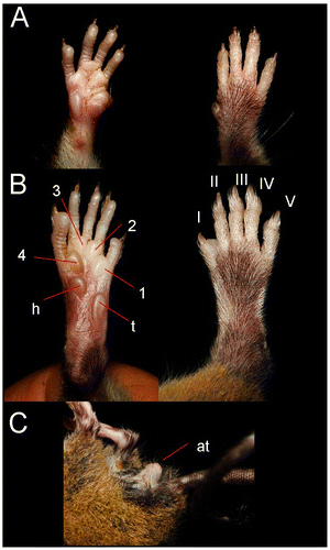 Figure 3. Ventral and dorsal view (A); of the forepaw; ventral and dorsal view of the hind foot (B); posterolateral view (C) of Rhipidomys albujai sp. nov. holotype, DMMECN 3791. Abreviation are: I–V, digits; 1–4, interdigital tubercles; h, hypothenar; t, thenar; at, anal tube. Length of hind foot 26 mm.