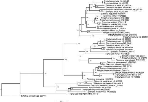 Figure 3. The maximum likelihood phylogenetic tree. The tree was established using complete mitochondrial DNA sequences of 45 Triplophysa species and 1 of Schistura species; S. fasciolata (NC_034746) was set as the outer group. Accession numbers are indicated after the species names. Numbers above or below nodes indicated the bootstrap support values estimated with 1000 replicates.