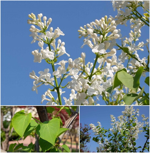 Figure 1. S. oblata var. alba from Dalian, Liaoning, China (E 121°35′39″, N 38°58′13″). Small tree, white flowers not fully expanded at anthesis, small blade, base subcordate or truncate to broadly cuneate. Photo was taken by Zhang Shumei.