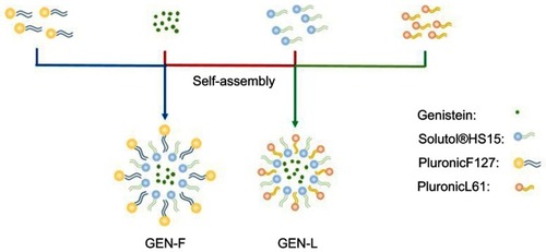 Figure 1 Structural representation of GEN-F and GEN-L.