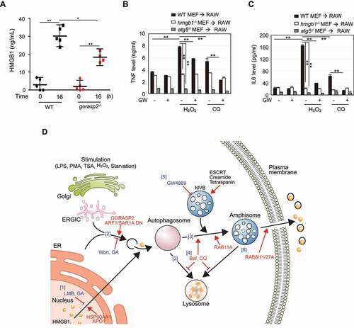 Figure 9. Physiological relevance and proposed model of HMGB1 secretion. (A) WT and gorasp2−/- mice were injected intraperitoneally with 2 mg/kg LPS, and blood samples were collected after 16 h. HMGB1 concentration was measured from obtained sera. N = 5 mice per group (one gorasp2−/- mouse was dead after LPS injection). Data are presented as the mean ± SEM from at least three independent experiments. *p < 0.01, **p < 0.001, one-way analysis of variance followed by Tukey honestly significant difference posthoc test for multiple comparisons. (B, C) WT MEF, hmgb1−/- MEF, and atg5−/- MEF cells were pretreated with 2 μM GW4869 for 2 h and then treated with 50 μM H2O2 and 30 μM CQ for 24 h. The culture supernatants were used to treat RAW264.7 cells at a 1:10 ratio for 6 h. Levels of TNF and IL6 were measured by ELISA. All data are presented as the mean ± SEM from at least three independent experiments. **p < 0.001, one-way ANOVA followed by Tukey honestly significant difference posthoc test for multiple comparisons. (D) Model of autophagy machinery and MVB-mediated HMGB1 secretion mechanism. Under normal conditions, HMGB1 resides in the nucleus. Under stress conditions, (1) HMGB1 is transferred by HSP90AA1 and XPO1 from the nucleus to the cytoplasm. (2) Autophagy machinery induced by GORASP2, ARF1T39N, and SAR1AQ71L is engulfed cytosolic HMGB1 into phagophore. (3) Completely closed autophagosome is fused on lysosome (degradation) or MVB (secretion). (4) Under the blockade of autophagosome and lysosome fusion, HMGB1 secretion is elevated via an MVB-dependent pathway. (5) MVB formation is blocked, and HMGB1 secretion is diminished. (6) RAB8A, RAB11A, or RAB27A-mediated vesicle trafficking regulates HMGB1 secretion. Autophagy-based unconventional secretory pathway for extracellular delivery could be observed for IL1B and IL18 [Citation17], supporting this model