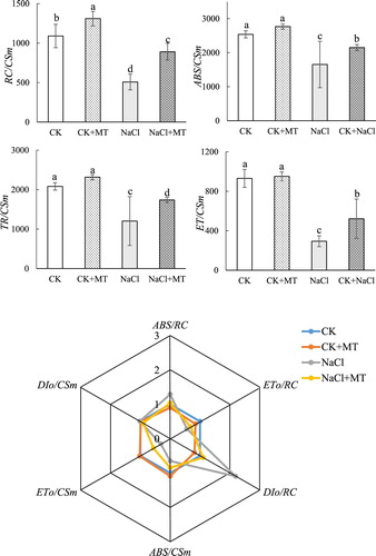 Figure 4 . Effects of MT on light energy absorption and utilization parameters under salt stress in tomato. The values were determined after plants were treated with 150 mM NaCl for three days, and were presented as means ± standard deviation (n ≥ 3).