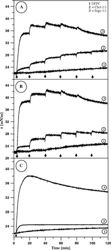 Figure 4.  Surface pressure increase after the injections (marked with arrows) of 10 µl of AmB solution in DMSO (panel A) or in water pH 12 (panel B) into the air-water subphase (12 ml), beneath the monomolecular layers at the surface pressure 22 mN/m, formed with: DPPC (1), DPPC + Cholesterol 1:1 (2) and DPPC + Ergosterol 1:1 (3). Each injection of AmB increased its concentration by 0.9 µM. Panel C presents the effect of the single injection. Temperature 26°C.