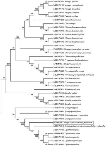 Figure 1. The neighbor-joining phylogenetic tree based on 40 chloroplast genome sequences.
