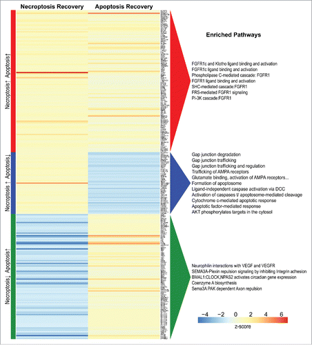 Figure 7. Genes upregulated during the recovery of apoptosis or necroptosis. Heatmap showing differential gene expression between resuscitated and control samples from necroptosis and apoptosis experiments, with log2-fold change (LFC) of average expression scaled to z-score (columns). Data on apoptosis resuscitation (anastasis) were kindly provided by Dr. Denise Monach (UC Santa Barbara)Citation34. Differential expression was modeled separately for each experiment, and significant genes (FDR < 0.05) with an LFC ≥ 0.5 in both experiments were grouped according to concordance/discordance of signal between the experiments. Enriched pathways (FDR < 0.05) for each visualized group were obtained from Reactome gene set analysis.