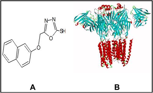 Figure 1 (A) represents structure of 5-[(naphthalen-2-yloxy)methyl]-1,3,4-oxadiazole-2thiol (B3) and (B) the target protein gamma amino butyric acid (GABA) with protein data band (PDB I.D = 6D6T).