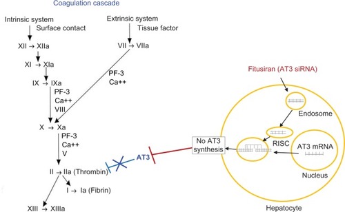 Figure 1 Site of action of fitusiran on coagulation cascade.