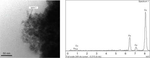 Figure 2 Transmission electron microscopy image, with indication of points submitted to X-ray energy-dispersive spectroscopy analysis (EDS) (spctr 1) and EDS spectra showing elemental composition analysis of Fe3O4 nanoparticles.