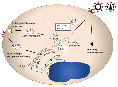 Figure 3. Schematic representation of HIV-1 envelope trafficking and assembly. This pathway features a prominent role for Rab14 and Rab11-FIP1C in directing the viral envelope to the plasma membrane site where the Gag lattice forms. Note that in a manner similar to HSV-1 glycoprotein trafficking, the HIV envelope glycoprotein is transported from TGN-to-PM, followed by endocytosis to the endosomal recycling compartment. From there, Rab11-FIP1C and Rab14 are required for outward sorting to the particle assembly site on the PM.