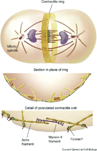 Figure 28. Scheme of contractile ring in cytokinesis and contractile units postulated by Pollard. Reprint from Citation330 with permission from Elsevier.