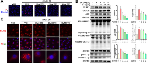 Figure 3 Sodium tanshinone IIA sulfonate alleviates cholesterol crystals-induced pyroptotic damage in HUVECs. HUVECs were incubated with 500 μM cholesterol crystals (CC) for 16 h. 10, 20, 40 μM Sodium tanshinone IIA sulfonate (STS) was added 1 h before CC treatment. (A) Cell death was determined using PI staining. (B) NLRP3, ASC, caspase-1, GSDMD and IL-1β protein levels were determined by Western blot. (C) NLRP3 specks were detected by immunofluorescence. Data are represented as mean ± SD of three independent replicates; **P < 0.01 vs VEH group; §P < 0.05, §§P < 0.01 vs cholesterol crystals group; Scale bar = 10 μm.