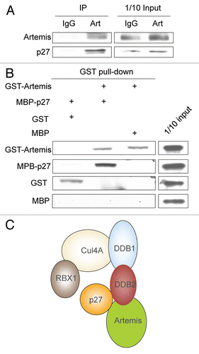 Figure 5 Artemis interacts with p27. (A) Artemis interacts with p27 in vivo. Immunoblot analysis showing co-IP experiment performed in lysates from HEK293 cells. (B) Artemis directly interacts with p27 in vitro. GST, GST-Artemis, MBP and MBP-p27 were expressed in E. coli. Purified proteins were mixed and subjected to GST pull-down assays. (C) Putative structural model for the roles of DDB2 and Artemis in the ubiquitylation of p27 by the Cul4A-DDB1 complex.