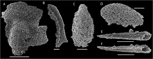 Figure 8. Fossils from the bioclastic limestone, top of Grammajukku Formation, Luobákte, Lapland. A, B. Fragments of ellipsocephalid trilobites. A. NRM Ar72672, cranidium in dorsal view. B. NRM Ar72673, free cheek with small spine. C, D. Laterally compressed helcionelloid mollusc NRM Mo193049. C. Shell in dorsal view. D. Oblique lateral view showing overhanging apex. E, F. Broken protoconodont element NRM X10307. E. Plan view. F. Oblique lateral view. Scale bars equal 1 mm in A; 200 µm in B–F