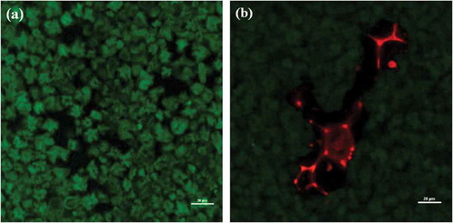 Figure 5. Confocal laser scanning microscopy (CLSM) images of rice starch and the rice starch–tara gum mixture system. (a) Rice starch alone. (b) Rice starch–tara gum mixture at 0.6% concentration. The green regions are rice starch-rich, whereas the red regions are tara gum-rich.