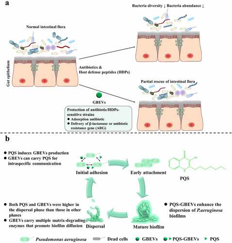 Figure 2. GBEVs mediate cross-talk between gut bacteria. (a) GBEVs can protect strains sensitive to antibiotics/HDPs. Treatment with antibiotics or HDPs disrupts the normal intestinal microbiota, leading to a reduction in both the diversity and abundance of intestinal bacteria, resulting in dysbiosis. GBEVs, through direct antibiotic adsorptionCitation41 and intra- and interspecies delivery of β-lactamaseCitation40 or antibiotic resistance geneCitation42 can partially recovery. (b) PQS-GBEVs are involved in the developmental cycle of Pseudomonas aeruginosa biofilms.Citation43 PQS can promote the secretion of GBEVs in P. aeruginosa.Citation54 Moreover, PQS can coordinate population behavior through intra-species communication via GBEVs.Citation45 GBEVs: gut bacteria-derived extracellular vesicles; PQS, Pseudomonas quinolone signal; PQS-GBEVs: PQS containing GBEVs.