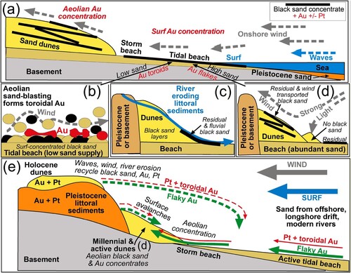 Figure 12. Schematic summary of aeolian processes affecting detrital gold on the Southland coast. (a) Generalised cross section of a beach to show the distinction between surf concentration and aeolian dune concentration. In low sand supply settings (e.g. Western Southland), aeolian sand-blasting forms gold toroids (as in b). (b) Aeolian toroidal gold formation in black sand residual concentrations on tidal beach (as in a). (c) Fluvial reconcentration of black sand by a coastal stream. (d) Aeolian black sand concentrations form in coastal dunes (as in a) during strong winds but not light winds. Abundant sand introduction and recycling from dunes limits toroid development and gold remains flaky. (e) Cross section through beach and dunes (as at Waipapa beach) where aeolian gold concentrations form in dunes and are recycled, with a mixing of flaky and toroidal gold (+ Pt) from contrasting long-distance transport pathways.