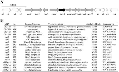 Fig. 2. The resorcinomycin biosynthetic gene cluster identified in Streptoverticillium roseoverticillatum.