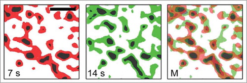 Figure 3. Structural modification of thylakoid structures observed using conventional confocal microscopy. The time required to observe a 3D image was about 7 s as described in Fig. 1 . The subsequent 3D observation at 14 s showed changes in the position and intensity of Chl fluorescence. The area in black represents grana. The area shown in red or green represents stroma lamellae. The merged image is also shown to compare the differences arising during the 7 s interval. Scale bar, 2 μm. The figure is reproduced with permission.Citation8