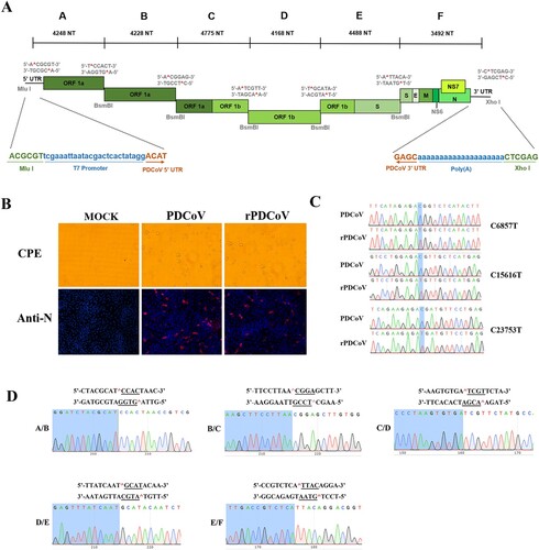 Figure 1. Assembly of a full-length PDCoV cDNA clone and the recovery of rPDCoV. (A) The organization of PDCoV strain CHN-HG-2017 genome and the full-length genome was divided into six contiguous cDNAs designated PDCoV A–F. Restriction sites flanking each fragment are noted. (B) PDCoV-, rPDCoV-infected, or mock-infected LLC-PK1 cells were detected by IFA at 18 h post infection (hpi) using monoclonal antibodies against PDCoV N protein. (C) Three BsmBI restriction sites were removed from rPDCoV, as indicated by C-T changes in blue. (D) Connection between fragments identification by sequencing genome sequences of rPDCoV. Underlined sequences corresponding to the different asymmetric overhangs between each fragment.
