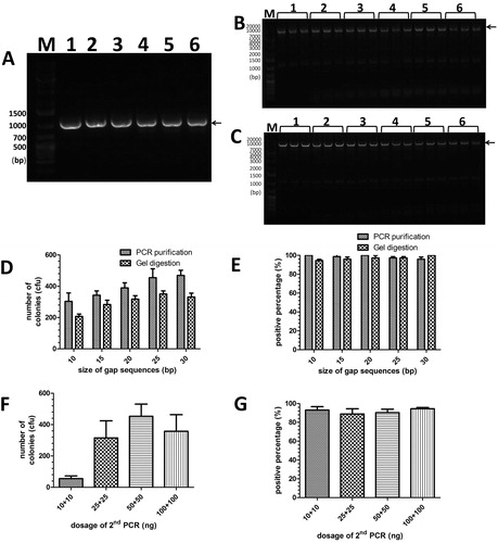 Figure 2. Efficiency and fidelity of MCT cloning for different gap sequence sizes, purification methods and dosage of second PCR products. (A) The first PCR of insert-1 (1 kbp, Supplementary Table S1). For lanes 1–6, insert-1 was amplified from hNav1.5 with primers P1/P7, P2/P8, P3/P8, P4/P8, P5/P8 and P6/P8 (Supplementary Table S2), respectively, to produce complete gene and genes lacking 10, 15, 20, 25 and 30 bp, respectively. The arrow indicates the target bands of the first PCR. (B) and (C) For lanes 1–6, the pGADT7 vector was amplified by the first PCR products (lanes 1–6 in Figure 2A, respectively) with reverse primers P9-P14 (Supplementary Table S2), respectively. The fragments were purified by PCR purification kits or by gel extraction kits. The arrow indicates the target band of the second PCR products. (D) and (E) Colony numbers and percentage of positive clones per plate were counted to estimate the cloning efficiencies and fidelities for different sizes of gap sequences, respectively. (F) and (G) Colony numbers and positive clones per plate were counted to estimate the cloning efficiencies and fidelities for different dosages of the second PCR products, respectively. The results are mean values ± SEM of three independent experiments. M: DNA molecular weight marker.