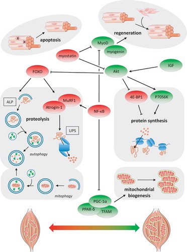 Figure 1. Schematic overview of the main processes and pathways potentially involved in muscle dysfunction in COPD. Autophagy lysosomal pathway (ALP), ubiquitin–proteasome system (UPS), Forkhead box O (FOXO), muscle atrophy F-box (Atrogin-1), muscle-specific ring finger 1 (MuRF1), nuclear factor kappa-light-chain-enhancer of activated B cells (NF-κB), insulin-like growth factor (IGF), phosphatidylinositide 3-kinases (PI-3 K) serine/threonine protein kinase Akt (Akt), mammalian target of rapamycin (mTOR), eIF4E-binding protein 1 (4E-BP1), ribosomal protein S6 kinase (P70S6K), peroxisome proliferator-activated receptor-delta (PPAR-δ), peroxisome proliferator-activated receptor gamma coactivator 1-alpha (PGC-1α), and mitochondrial transcription factor A (TFAM)