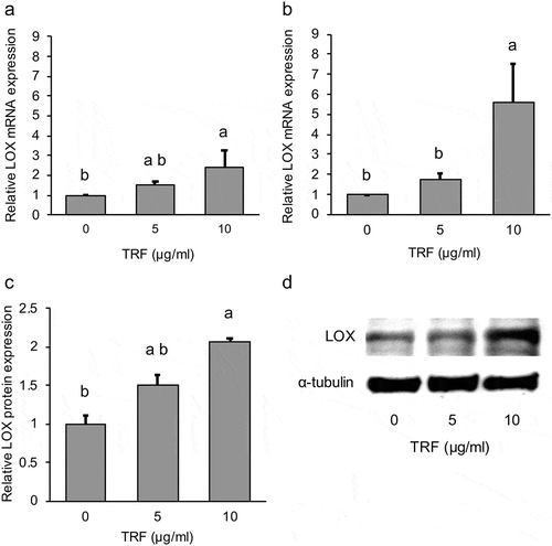 Figure 6. Effect of 0–10 µg/mL TRF treatment on relative LOX mRNA and protein expression in MG-63 cells.Relative LOX mRNA expression after treatment for 12 h (a) and 24 h (b), normalized to RPL32. Relative LOX protein expression (c) normalized to α-Tubulin. Representative western blot of three independent experiments (d). Data are mean ± SD, n = 3. Bars with different letters differ significantly by Tukey-Kramer’s test (p < 0.05).