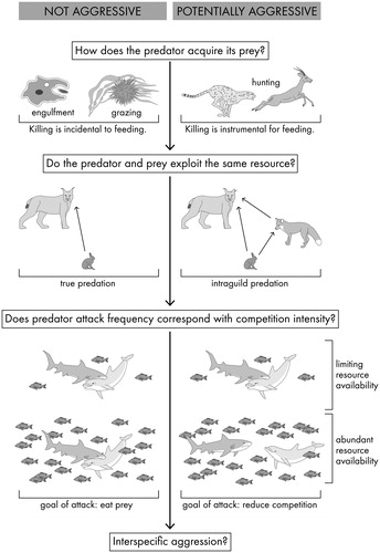 Figure 2. Three key questions are critical for determining whether a particular predatory behaviour has the potential to be aggressive. The first question establishes whether harm in predation is intentionally inflicted. The second question identifies whether the prey can be a potential competitor. Finally, the third question explores whether the predator intentionally harms the prey for interference competition.