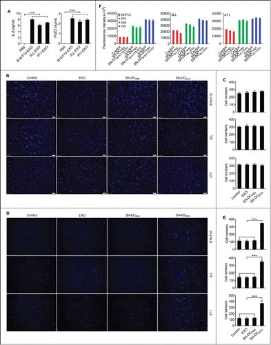 Figure 1. Ta-DCs secreted high levels of inflammatory mediators and promoted the invasion of tumor cells in vitro. (A) BMDCs were stimulated with PBS or 5 μg/ml of B16-F10-EXO, 3LL-EXO or 4T1-EXO for 6 h. Production of IL-6 and PGE2 from BMDCs was measured by ELISA (n = 3). (B) B16-F10, 3LL or 4T1 tumor cells were cultured in supernatant from corresponding exosome-stimulated BMDCs for 24 h, and the cells were plated in the top chamber of a Transwell plate. Twenty-four hours later, the cells on the bottom of the Transwell filter were imaged and quantified. (C) The results of (B) were statistically analyzed (n = 5). (D) B16-F10, 3LL or 4T1 tumor cells were cultured in supernatant from corresponding exosome-stimulated BMDCs for 24 h, and the cells were plated in the top chamber, precoated with 50 μl of Matrigel. Forty-eight hours later, the cells on the bottom of the Transwell filter were imaged and quantified. (E) The results of (D) were statistically analyzed (n = 5). (F) B16-F10, 3LL or 4T1 tumor cells were cultured in supernatant from corresponding exosome-stimulated BMDCs for 24 h, and the cells were then collected and re-cultured in fresh medium. The proliferation of tumor cells was measured using an alamarBlue assay at 24 h, 48 h and 72 h (n = 5). (A, C, E, F) The results are shown as the mean ± SEM of 3 independent experiments. (B, D) One representative image out of 5 is shown (Magnification: 200 ×). P values were generated by one-way ANOVA, followed by a Tukey-Kramer multiple comparison test; ***p < 0.001.