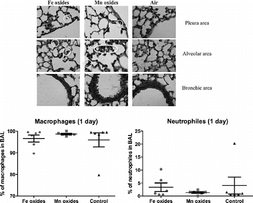 FIG. 8. Lung histology of mice after exposure to NP aerosol for 4 days. Representative images of mice lungs are given for Fe oxide (left column images), Mn oxide (middle column images) or unexposed (right column images) mice. White Circles surround NP clusters. Magnification: ×630.