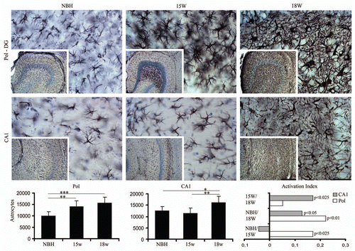 Figure 4 Top and bottom: low and high power photomicrographics of the polymorphic layer of dentate gyrus (PolDG) and CA1 of GFAP immunostained sections after 15 or 18 w.p.i. Graphic representations illustrate the mean values and error bars of the total number of astrocytes in the PolDG (left) and CA1 (middle) and of the activation index (right) of reactive astrocytes in CA1 and polymorphic layer. Activation index was estimated by the following equation AI18/NBH = (ME718w − NBH)/(ME718w + NBH) or AI18/15 = (ME718w − ME715w)/(ME718w + ME7 15w) or AI15/NBH = (ME715w − NBH)/(ME715w + NBH) where AI is the activation index in the period and ME718w, ME715w and NBH are the estimates of the number of objects of interest at 15 and 18 w.p.i. in each region for each experimental group. Significant differences are indicated by (*) and the probability values by p level; (*) = 0.05; (**) = 0.025; (***) = 0.01. Scale bars: Scale bars: low power 250 µm; high power 25 µm.