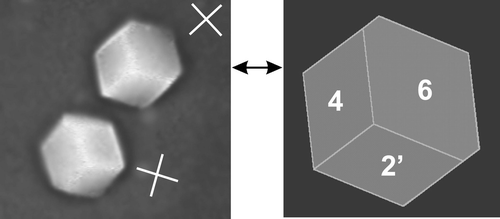 Experimental and schematic view of BPSm2 monocrystals having almost the same orientation floating in the isotropic supercooled BPSm3 and observed along a pseudothreefold axis in transmission between crossed polarizers [Citation18]. The white cross represents the projection (or the normal direction) of the optical axis in the observation plane.