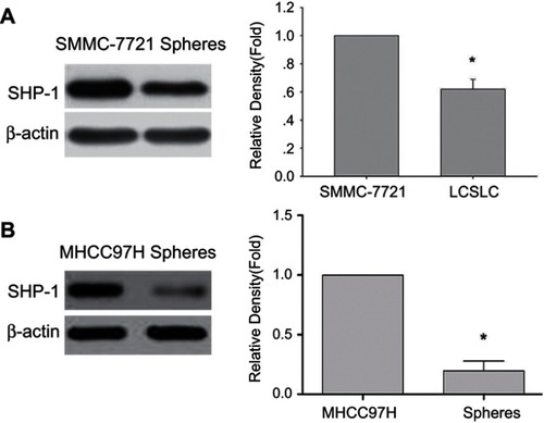 Figure 1 Comparison of SHP-1 expressions in spheres than a monolayer of SMMC-7721 cells and MHCC97H cells. Western blot was performed to assess SHP-1 protein levels in both monolayer cells and spheres derived from SMMC-7721 cells (A) and MHCC97H cells (B), with β-actin as a loading control. *p<0.05 vs monolayer of SMMC-7721 cells and MHCC97H cells.