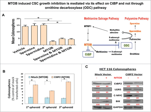 Figure 5. MTOB induced CSC growth inhibition is mediated via its effect on CtBP and not through ornithine decarboxylase (ODC) pathway. (A) No significant effect of supplementation with ODC pathway metabolites (spermine and sperimidine, [0.5 mM]) on 1° spheroid formation following MTOB (1 mM) treatment in HCT-116 cells. (B) CtBP2 overexpression reverses the effect of MTOB (1 mM) on 1°, 2°, and 3° spheroid formation in HCT-116 cells suggesting its ability to partly rescue MTOB mediated effect on CSCs. Data is represented as percent of mock-transfected cells treated with vehicle. Moreover, (C) shows similar partial reversal by CtBP2 overexpression on MTOB mediated decrease in levels of LGR5 and c-MYC (CSC markers) as well as increase BIK (CtBP2 target) expression (C). Numbers under the blot represent relative densitometry values. Error bars represent ±1 SEM. *P < 0.01