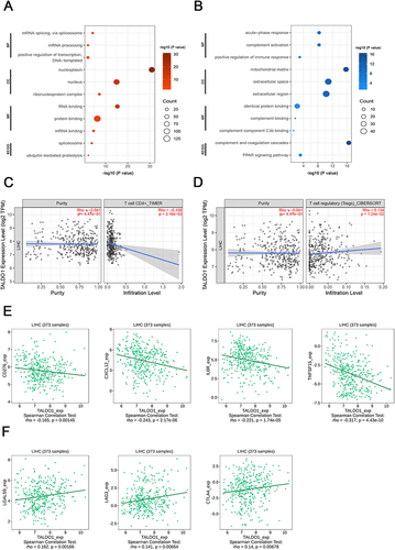 Figure 3 Functional enrichment and immune infiltration analysis in HCC. (A) Biological processes (BP), cellular components (CC), molecular functions (MF), and Kyoto Encyclopedia of Genes and Genomes (KEGG) pathway analysis of TALDO1 in TCGA database; (C and D) Correlation of TALDO1 expression with CD4+ T cell and regulatory T cell; (E and F) Correlation of TALDO1 expression with immunostimulators and immunoinhibitors.