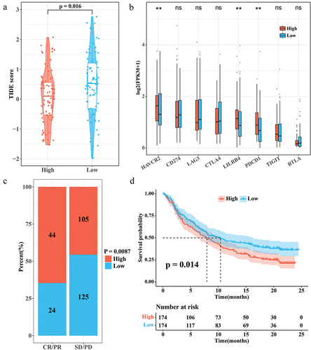 Figure 6. Correlation between RiskScore and immunotherapy. (a) TIDE score for the high/low RiskScore group. (b) Expression levels of immune checkpoint genes in the high/low RiskScore group. (c) Proportion of patients with high/low RiskScore in the CR/PR and SD/PD groups in the IMvigor210 cohort. (d) K-M survival curves for the high/low RiskScore group in the IMvigor210 cohort.