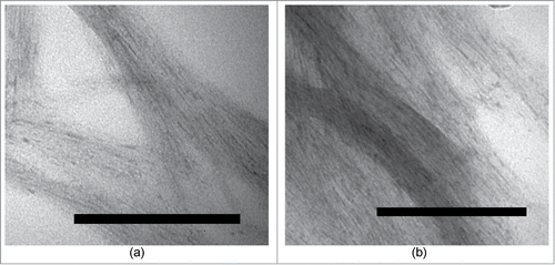 Figure 3. Transmissive electron microscopy image of the samples containing (a) WT peptide after 1 month of incubation at 4°C. (b) WT with R peptide together after 1 month of incubation at 4°C.