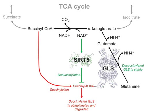 Figure 1. Lysine succinylation and sirtuin 5 (SIRT5) connect nutrient availability to metabolic flux. Glutaminase (GLS) initiates the conversion of glutamine to α-ketoglutarate (α-KG) for tricarboxylic acid (TCA) cycle anaplerosis. Reaction of the TCA cycle intermediate succinyl-CoA with lysine K164 on GLS tags it for ubiquitination (at residue K158) and subsequent degradation. SIRT5 stabilizes GLS by catalyzing the desuccinylation of K164, a reaction which requires nicotinamide adenine dinucleotide (NAD+) as a co-substrate.